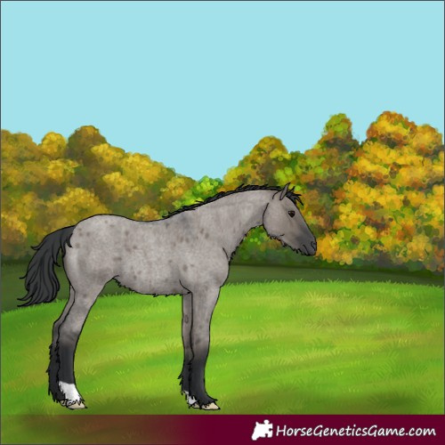 Horse Color:Grullo Roan 