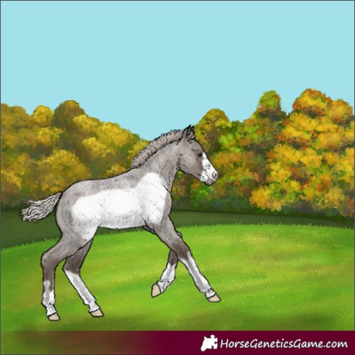 Horse Color:Silver Blue Roan Frame