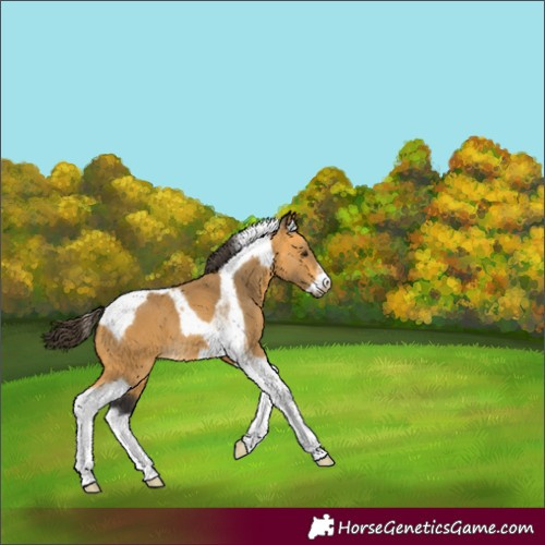 Horse Color:Buckskin Tobiano Frame 