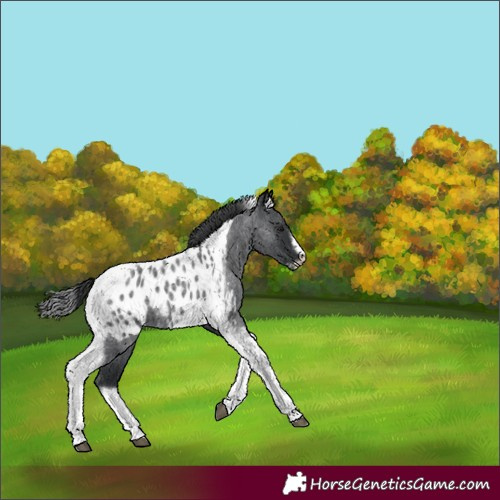 Horse Color:Blue Roan Tobiano Frame Appaloosa