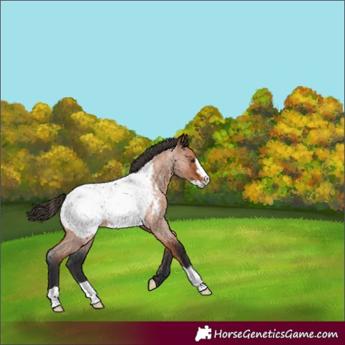 Horse Color:Bay Roan Frame Appaloosa