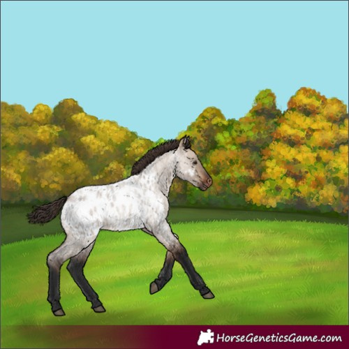 Horse Color:Brown Roan Dun Appaloosa Rabicano 