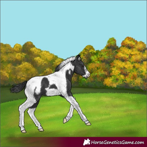Horse Color:Black Tobiano Frame