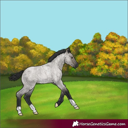 Horse Color:Grullo Roan Rabicano