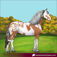 Horse Color:Bay Splash Tobiano Appaloosa  and Bay Splash Tobiano Appaloosa 