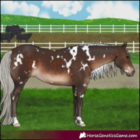 Horse Color:White Spotted Silver Brown