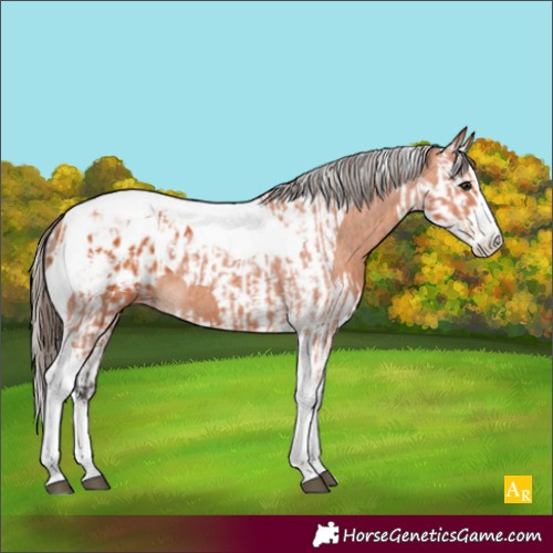 Horse Color:Bay Splash Tobiano Appaloosa  and Bay Splash Tobiano Appaloosa 
