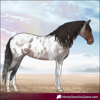 Horse Color:Liver Red Roan Tobiano Appaloosa