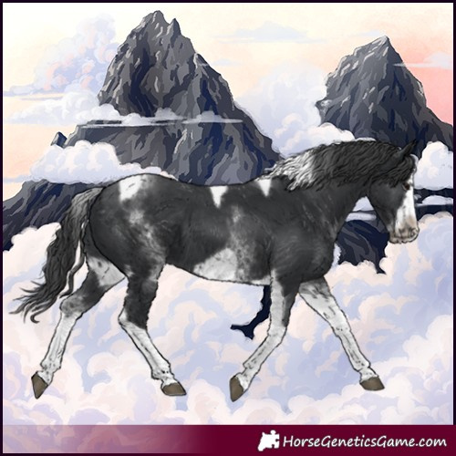 Horse Color:White Spotted Black Splash Tobiano Frame Appaloosa