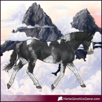 Horse Color:White Spotted Black Splash Tobiano Frame Appaloosa