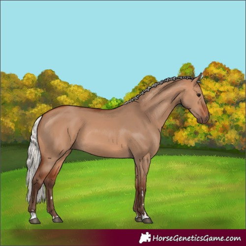 Horse Color:Silver Bay Dun 