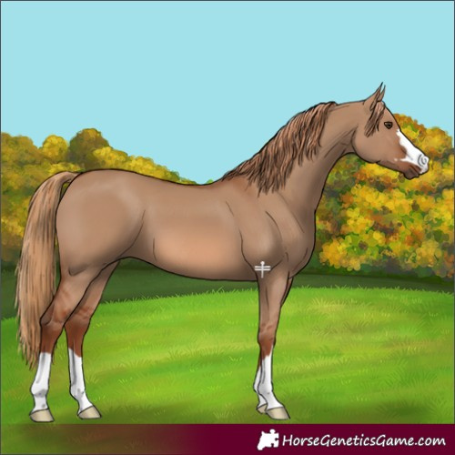Horse Color:Red Dun 