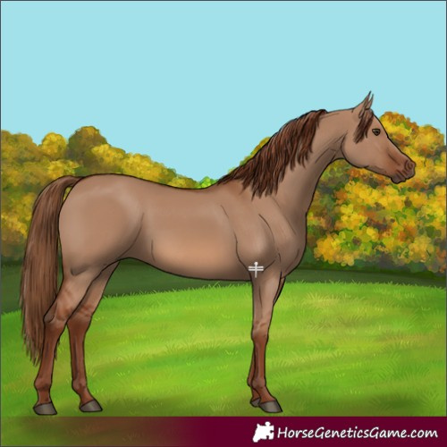 Horse Color:Red Dun 