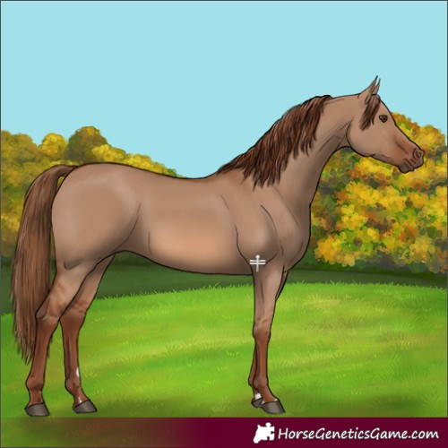 Horse Color:Red Dun 