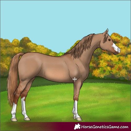 Horse Color:Red Dun 