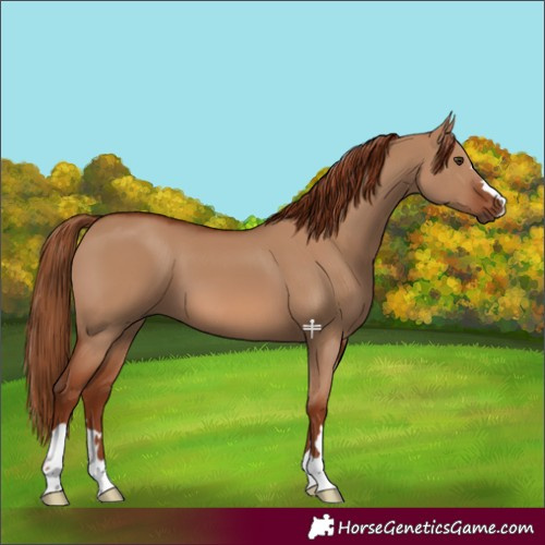 Horse Color:Red Dun 