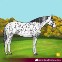 Horse Color:White Spotted Black Splash Tobiano Frame Appaloosa 