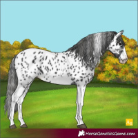Horse Color:White Spotted Black Splash Tobiano Frame Appaloosa 