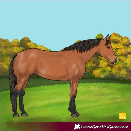 Horse Color:Unknown 