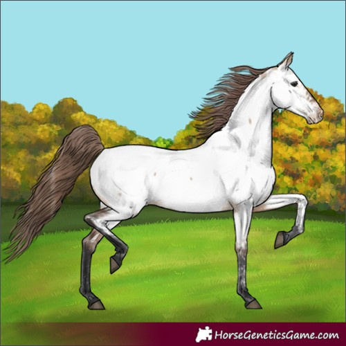 Horse Color:Bay Dun Appaloosa 