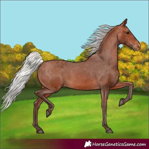 Horse Color:Silver Brown Varnish 