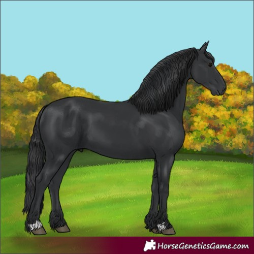 Horse Color:Black 