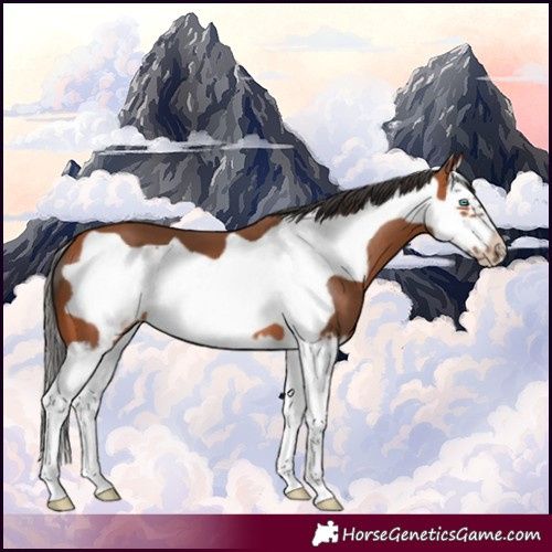 Horse Color:Bay Splash Frame