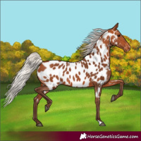 Horse Color:Silver Bay Near Leopard