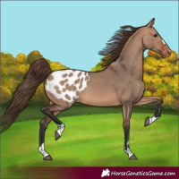 Horse Color:Bay Dun Blanket 