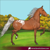 Horse Color:Silver Bay Appaloosa 