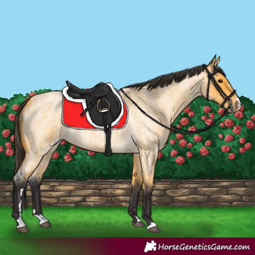 Horse Color:Buckskin Roan Rabicano 