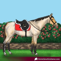 Horse Color:Buckskin Roan Rabicano