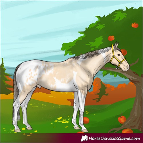 Horse Color:Buckskin Tobiano Appaloosa 