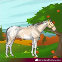 Horse Color:Buckskin Tobiano Appaloosa 