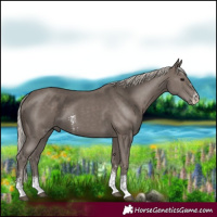 Horse Color:Silver Black Sabino