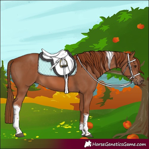 Horse Color:Chestnut Tobiano 