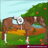 Horse Color:Chestnut Tobiano 