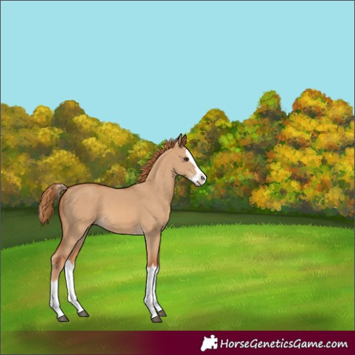 Horse Color:Red Dun Splash 