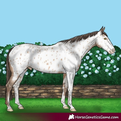 Horse Color:Amber Champagne Sabino Appaloosa