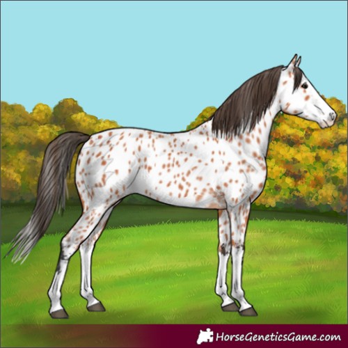 Horse Color:Bay Splash Appaloosa 