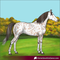 Horse Color:Bay Splash Appaloosa