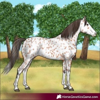 Horse Color:Bay Splash Near Leopard 