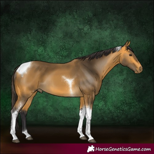 Horse Color:Buckskin Tobiano 