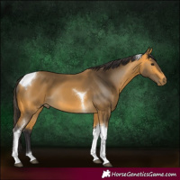 Horse Color:Buckskin Tobiano 