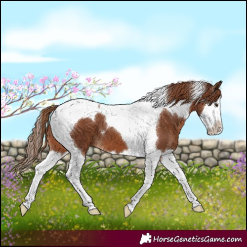 Horse Color:Chestnut Splash Tobiano 