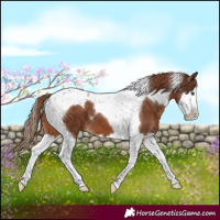 Horse Color:Chestnut Splash Tobiano 