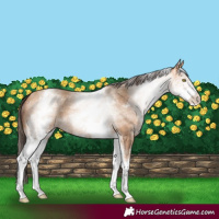 Horse Color:White Spotted Amber Champagne 