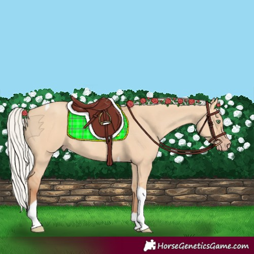 Horse Color:Silver Amber Champagne Dun Tobiano Rabicano 