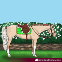 Horse Color:Silver Amber Champagne Dun Tobiano Rabicano 