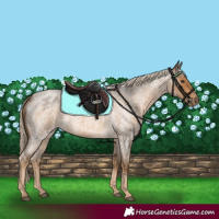 Horse Color:Chocolate Palomino Roan